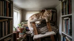 Large and Active Breeds: Why a Typical Apartment Isn’t Suitable for Them